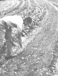 Biodynamic Gardening Method Image